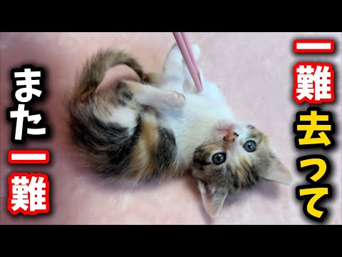 子猫の体調変化と健康管理の重要性について サムネイル
