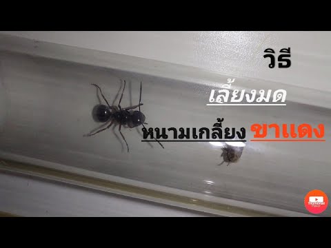 มดหนามเกลี้ยงขาเเดง-เเละเซอร์ไ มดหนามเกลี้ยงขาเเดง-เเละเซอร์ไ