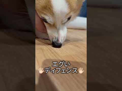 それはあなたのではありません🥹😂 #つーちゃん #コーギー #corgi