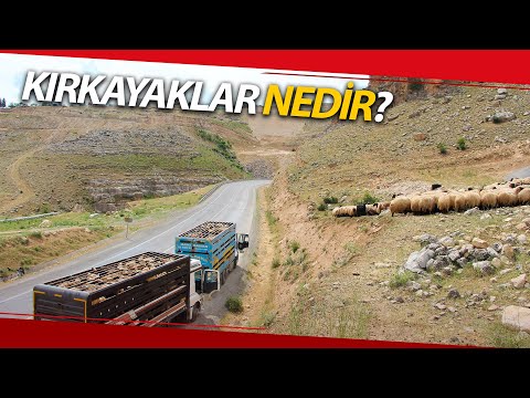 Göçerlerin Zorlu Yolculuğunu ‘Kırkayaklar’ Sona Erdirdi