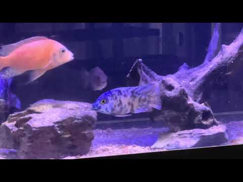 Cichlids Moonlight 