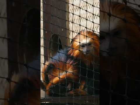 Lion Tamarins .They are small monkeys. #monkey #animals