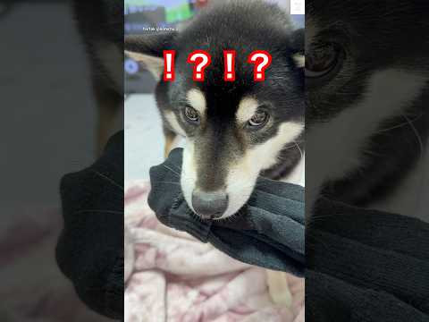 ママを見つめる黒柴犬の面白かわいい仕草をご紹介 サムネイル