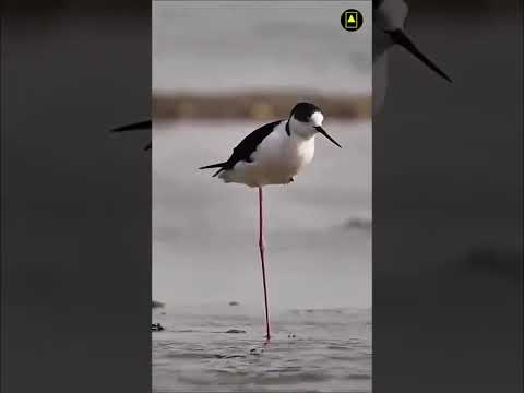 Ek tang wala pakshi ,😱😱😱😱😱#birds #patoto