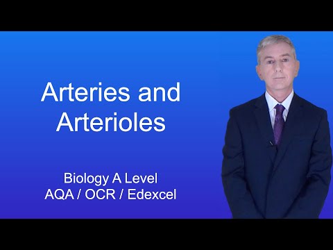 A Level Biology Revision “Arteries and Arterioles”