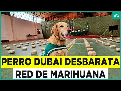 Descubrió 150 paquetes: Perro Dubai desbarató red de marihuana con su preciso olfato