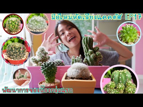 มือใหม่หัดเลี้ยงแคคตัส-EP.17-พ มือใหม่หัดเลี้ยงแคคตัส-EP.17-พ