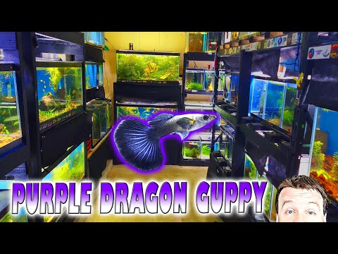 Platinum Dumbo Ear Purple Dragon Guppy - BRAND NEW Just got in an amazing looking new strain from my local breeder Sam. The Platinum Dumbo Ear Purple D
