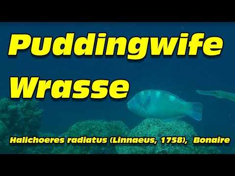 Puddingwife wrasse, Halichoeres radiatus and Trumpetfish, Aulostomus
maculatus, Bonaire