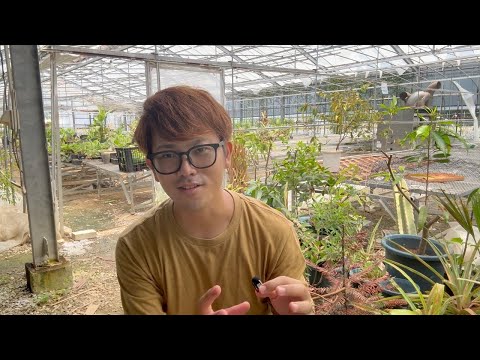 みんなでマンゴーフェスティバルやらない?