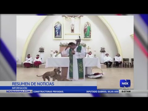 Dos perros se roban la atención en medio de una eucaristía en Brasil