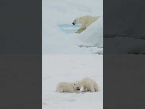 لماذا يهزم الدب القطبي قانون التجمد! 4 أسرار تكشف الآلية البيولوجية #العلم #animals #الدبابه