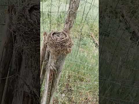 Baby Robins in my mother's garden 
