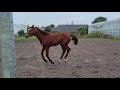 Конкурная лошадь Prachtig hengstveulen - Ceasar Z x Montreal x Voltaire