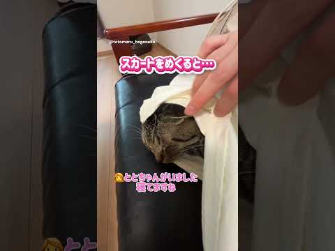 スカートをめくると・・・ #保護猫 #ととまる #cat