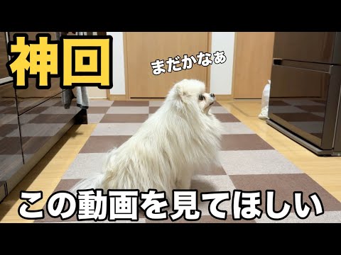 【仰天行動】メルが見せた特殊能力が凄すぎた