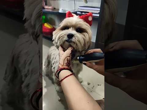 ❤️🧿#dog love #cute #pet #ytshorts #trending