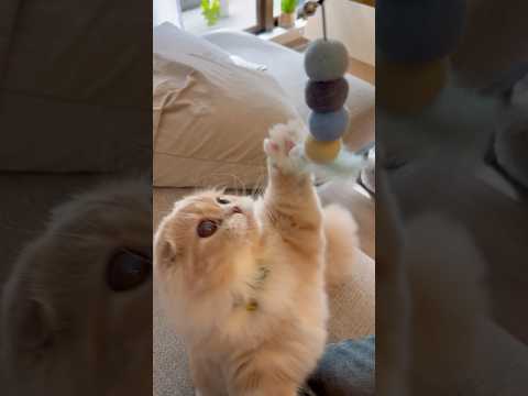 ししまるの全力パンチが可愛すぎた #猫 #cat #おこしし