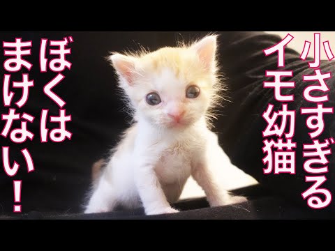 280gのミニミニ幼猫、兄子猫にめっちゃ煽られる The too small-kitties provoking.