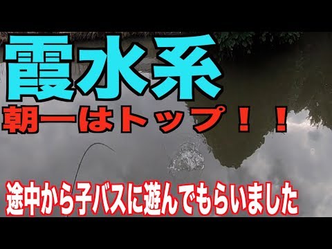 [バス釣り] 霞ヶ浦水系で朝一はトップ!!途中から子バスに遊んでもらいました