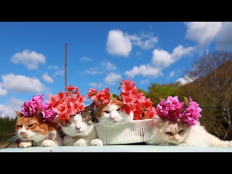 猫の動画サムネイル - つつじ　のせ猫　　250523
