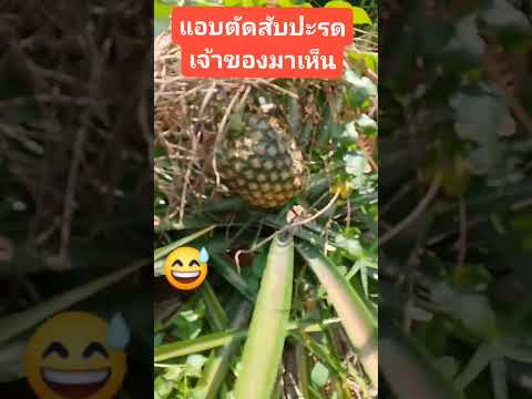 แอบตัดสับปะรด