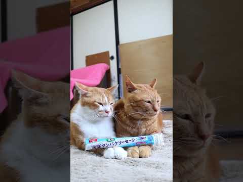 猫の動画サムネイル - 速筋タンパク ソーセージ減塩　250717　#のせ猫　 #cat #cute #ネコ　 #ねこ　 #猫のいる暮らし　 #kitten　 #猫のいる生活　 #cutecat