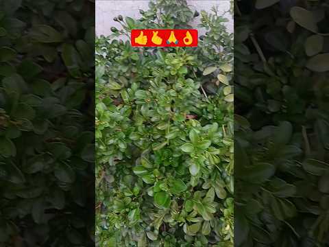 😀हर परिस्थिति में खुश रहना सिखो😀 #petshub #motivation#viral#ytshortstrending#homegardening#plants