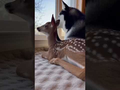 Kindness 🐶 Dog Rescues Injured Fawn with Love #kindness #animalrescue #shorts