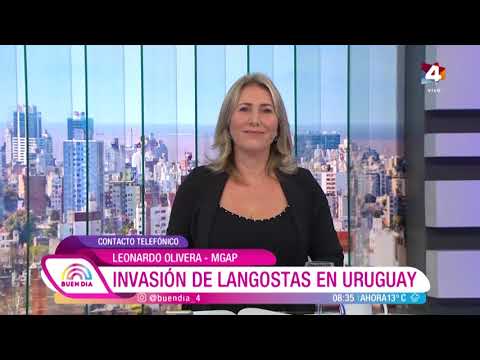 Buen Día - Invasión de langostas en Uruguay