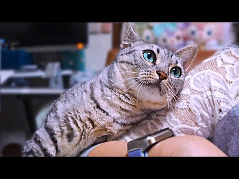 ベタベタすり寄る猫のアピールがスゴい!