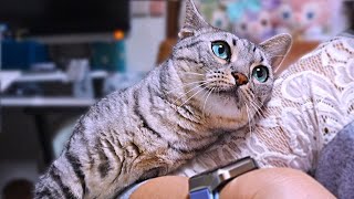 動画サムネイル