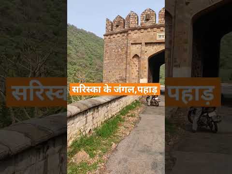 🕉️ सरिस्का के जंगल की खूबसूरती #alwar #nature #shorts