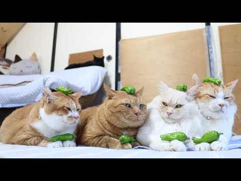 ししとうのせ猫の魅力と動画紹介2025 サムネイル