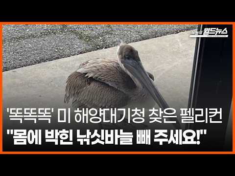 [오늘의 세계] '<strong>똑똑똑</strong>' 미 해양대기청 찾은 펠리컨... "몸에 박힌 낚싯바늘 빼 주세요!"  / OBS 오늘의 월드뉴스