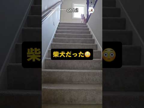 猫の動画サムネイル - 猫の声かと思った😳｜PECO