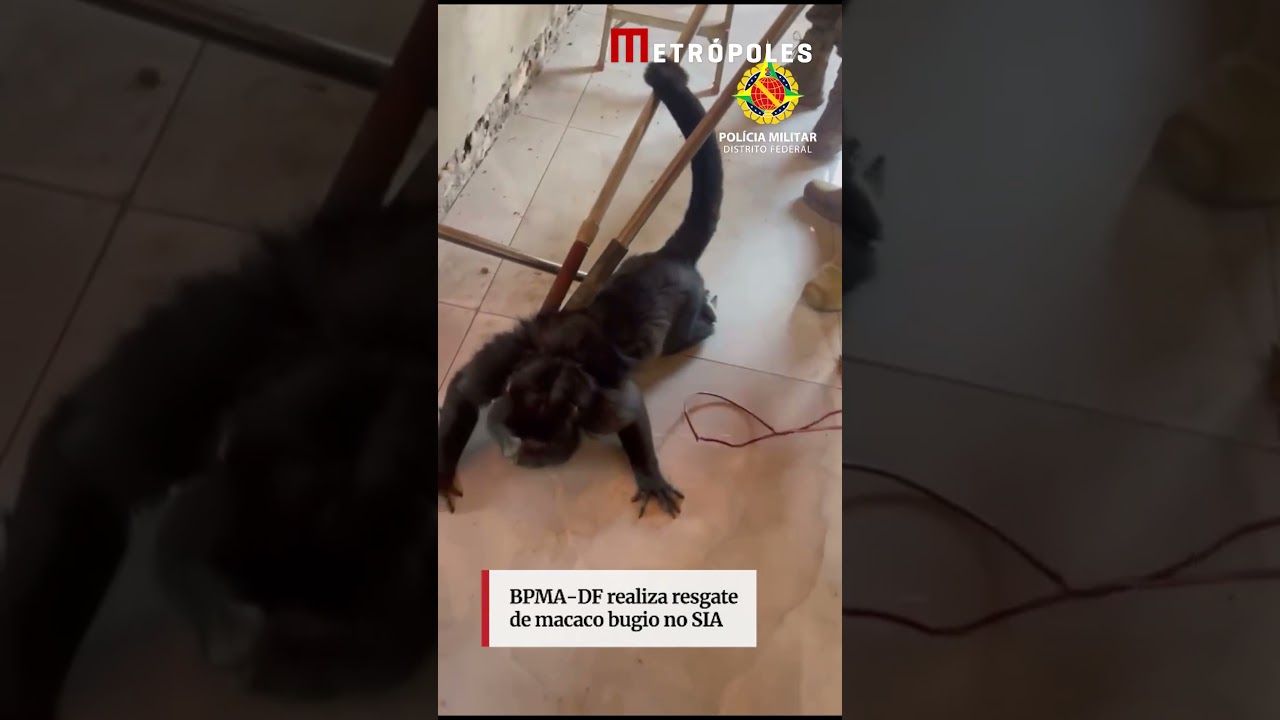 BPMA DF realiza resgate de macaco bugio no SIA