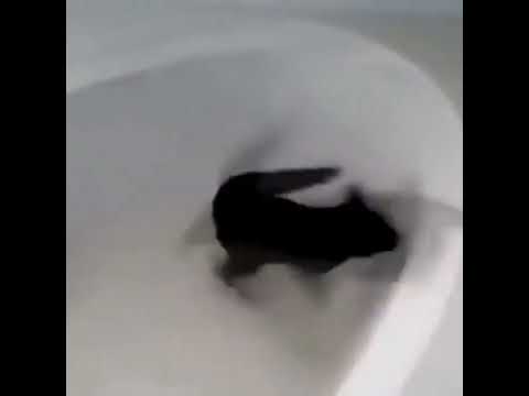 Funny cat video 😂🤩 #shorts