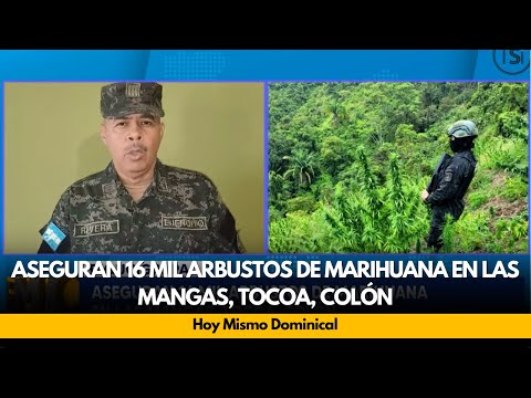 Aseguran 16 mil arbustos de hierba en las mangas, Tocoa, Colón