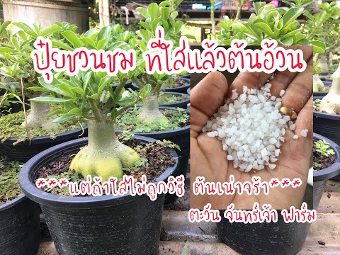 ปุ๋ยชวนชม-ที่ใส่แล้วต้นอ้วน ปุ๋ยชวนชม-ที่ใส่แล้วต้นอ้วน
