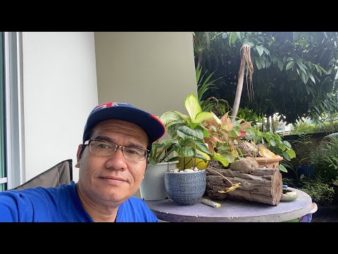 พาเบิ่งต้นไม้ พาเบิ่งต้นไม้