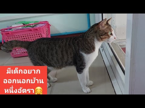 ลูกชิ้นร้องเสียงดังอยากออกไปเ