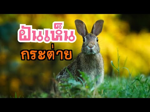 ฝันเห็นกระต่ายทำนายฝันอย่างไร