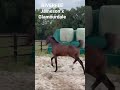 Dressage horse Prachtig Merrieveulen Jameson x Glamourdale