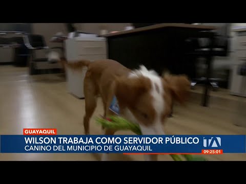 Wilson, un servidor público canino del Municipio de Guayaquil