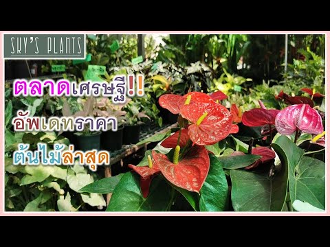 ราคาต้นไม้ล่าสุด-ตามล่าหาพลูร ราคาต้นไม้ล่าสุด-ตามล่าหาพลูร