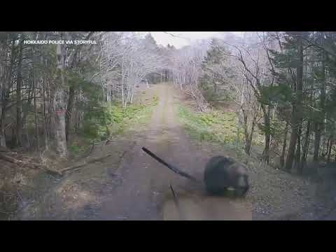 Mother Bear Charges at Van Driving Down Forest Road
