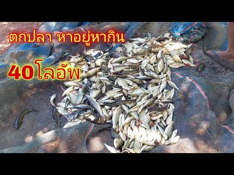 หาปลา-กินข้าวป่า-วิถีชีวิตแบบบ หาปลา-กินข้าวป่า-วิถีชีวิตแบบบ