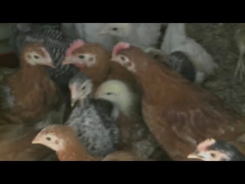 10 human bird flu cases confirmed among Colorado workers