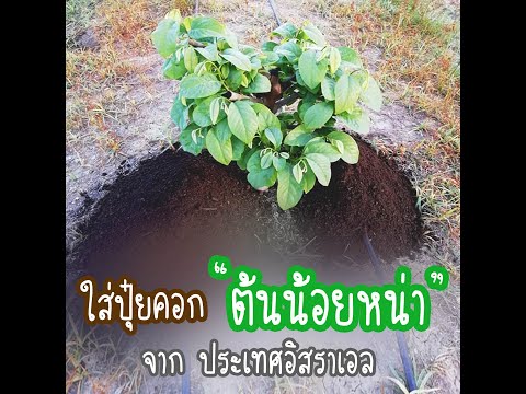 ปุ๋ยคอก-ต้นน้อยหน่า ปุ๋ยคอก-ต้นน้อยหน่า